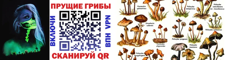 Галлюциногенные грибы мицелий  хочу   Сунжа 
